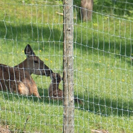 Ferienhuette Zetzhirsch Lägenhet Weiz Exteriör bild