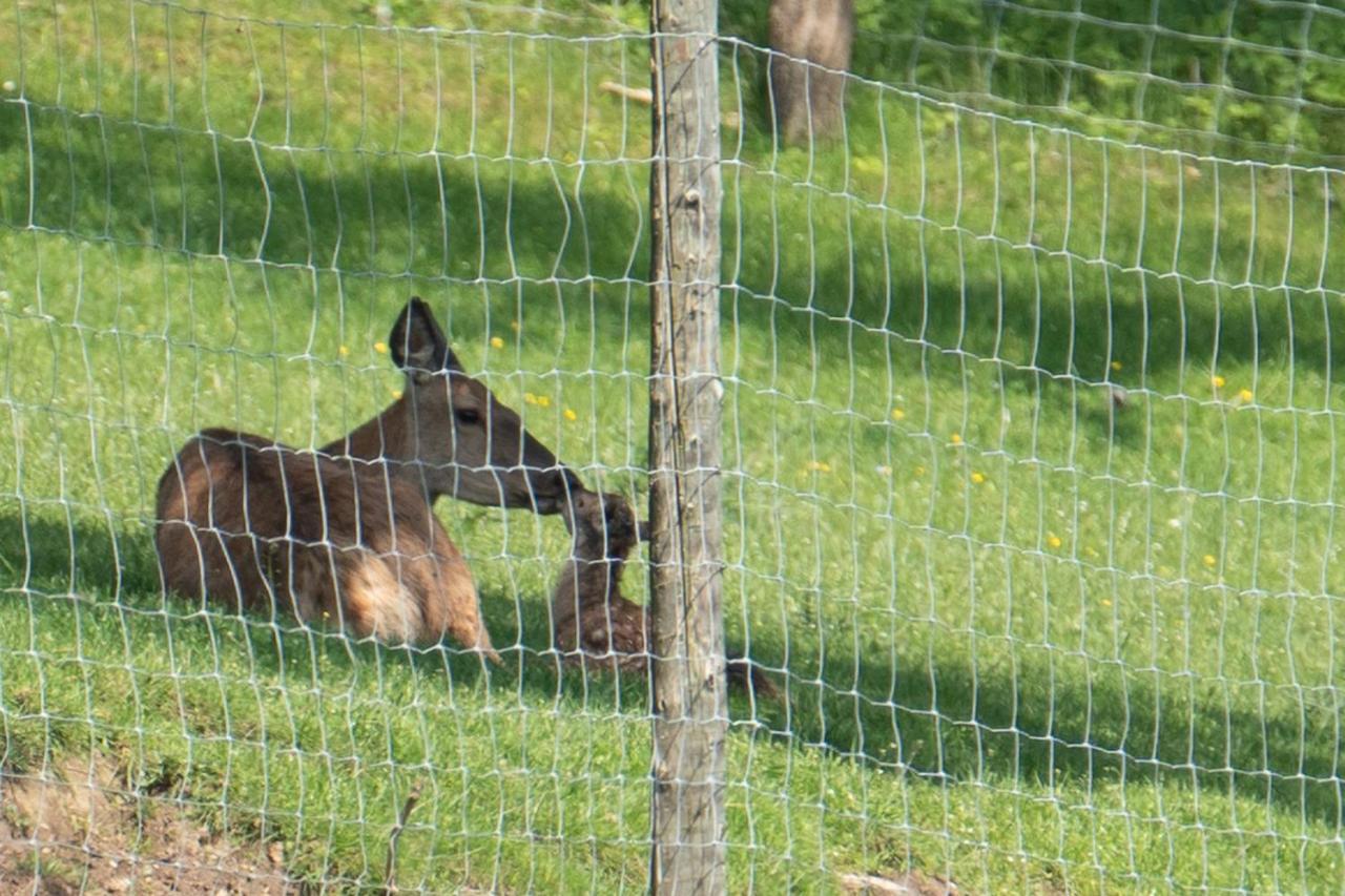 Ferienhuette Zetzhirsch Lägenhet Weiz Exteriör bild